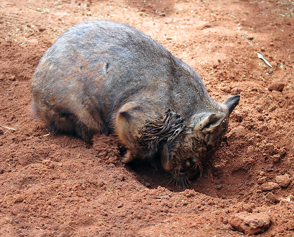 Southern Hairy-nosed Wombat - Lasiorhinus latifrons - Ark.au
