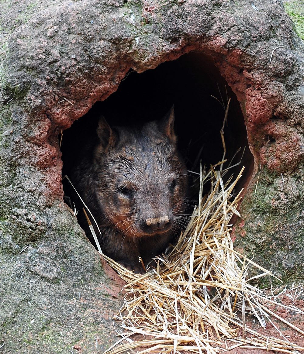 Southern Hairy-nosed Wombat - Lasiorhinus latifrons - Ark.au