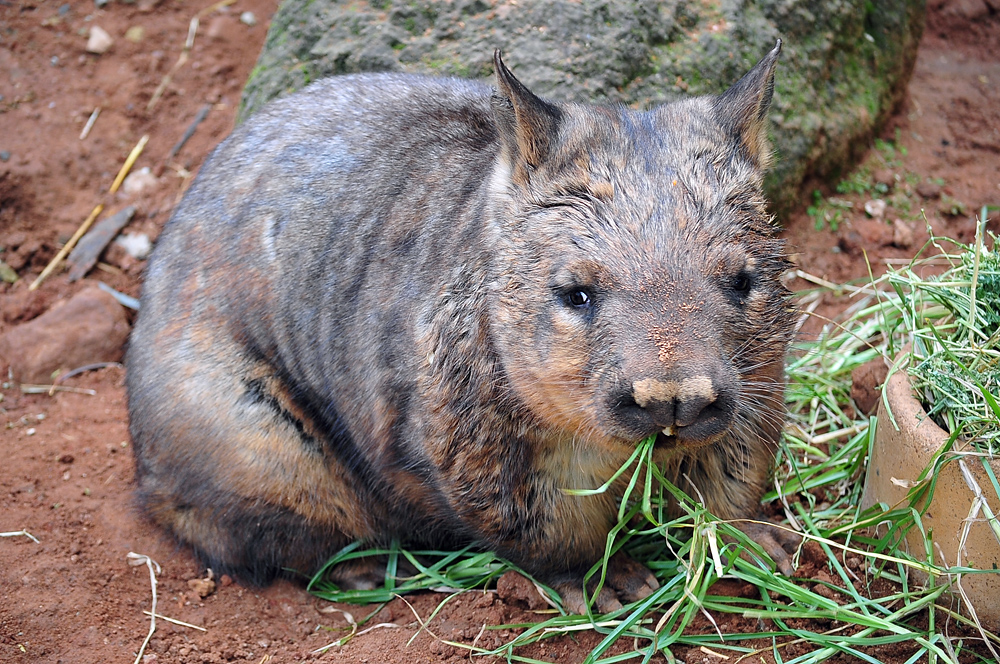 Southern Hairy-nosed Wombat - Lasiorhinus latifrons - Ark.au
