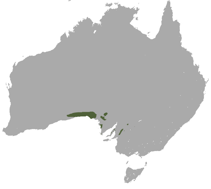 Southern Hairy-nosed Wombat - Lasiorhinus latifrons - Ark.au