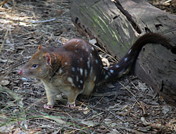 Tiger Quoll (Spot-tailed Quoll) - Ark.au