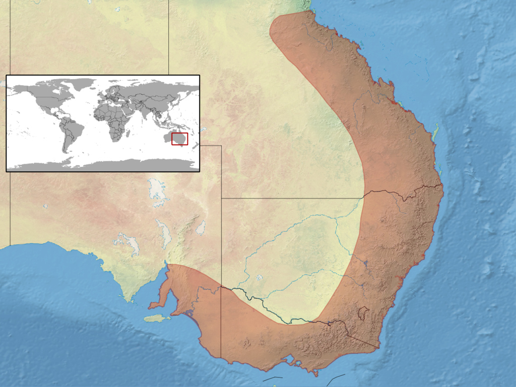 Common Bearded Dragon - Pogona barbata - Ark.au