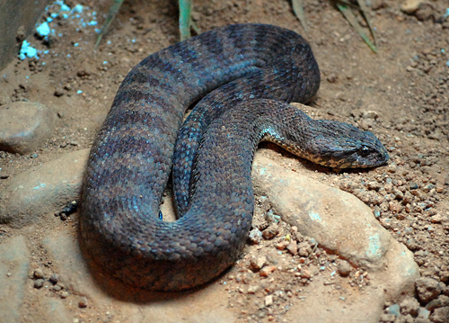Common Death Adder - Ark.au