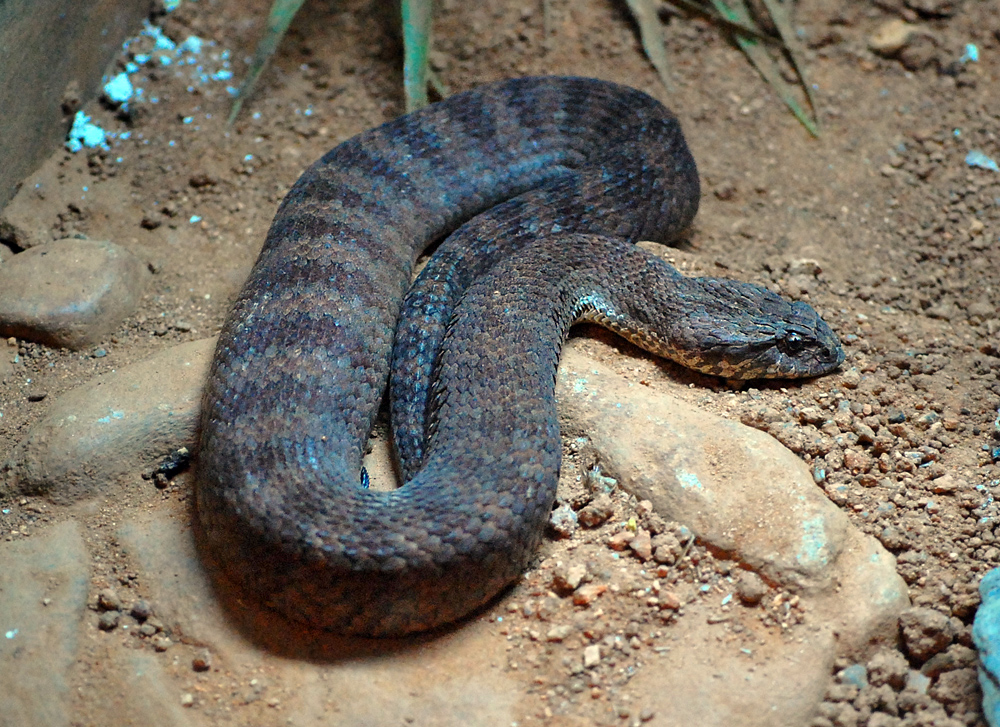 Common Death Adder - Ark.au Common Death Adder - Ark.au