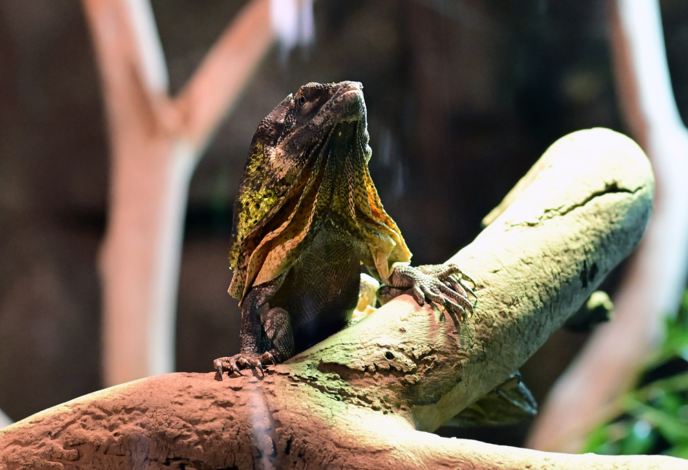 Frilled-necked Lizard - Ark.au Frilled-necked Lizard - Ark.au