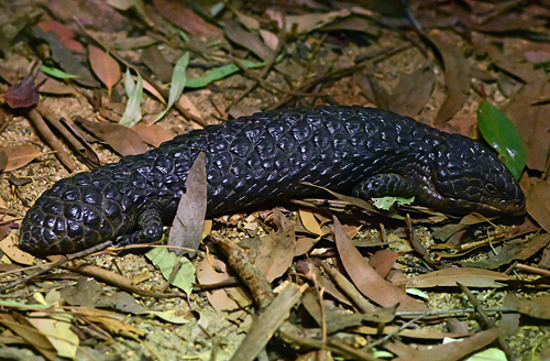 Shingleback - Ark.au