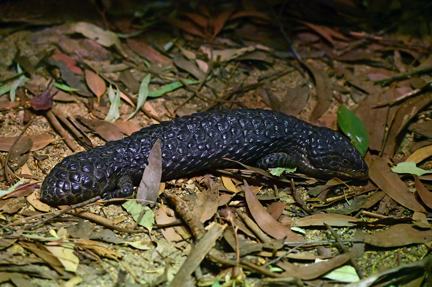 Shingleback - Ark.au Shingleback - Ark.au