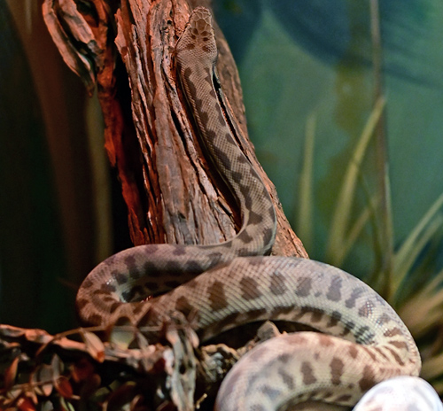 Stimson's Python - Ark.au