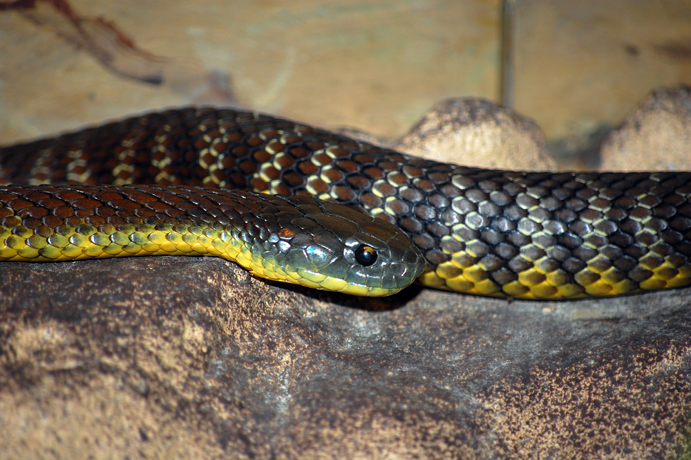 Tiger Snake - Ark.au Tiger Snake - Ark.au