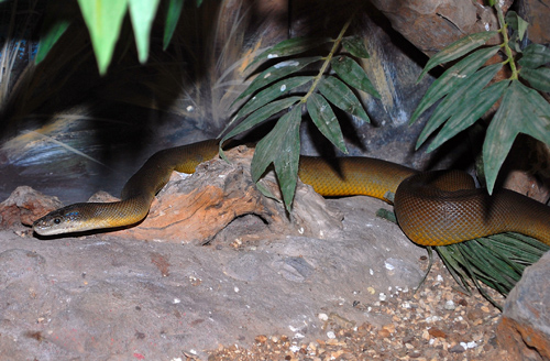 Water Python - Ark.au
