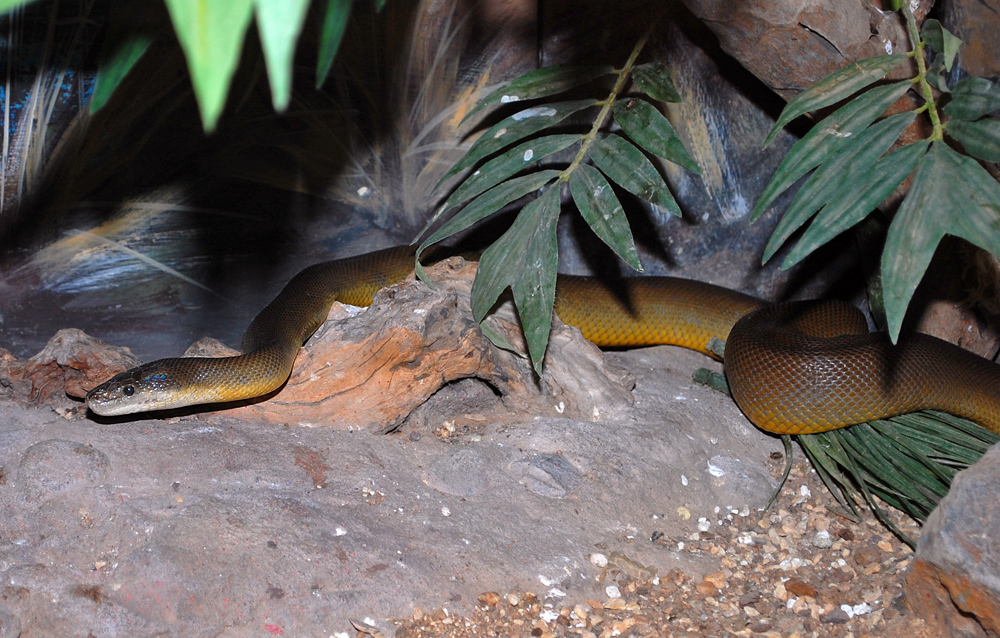 Water Python - Ark.au Water Python - Ark.au