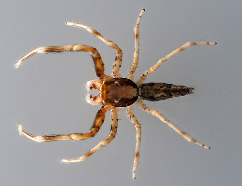 Australian Bronze Jumping Spider - Ark.au