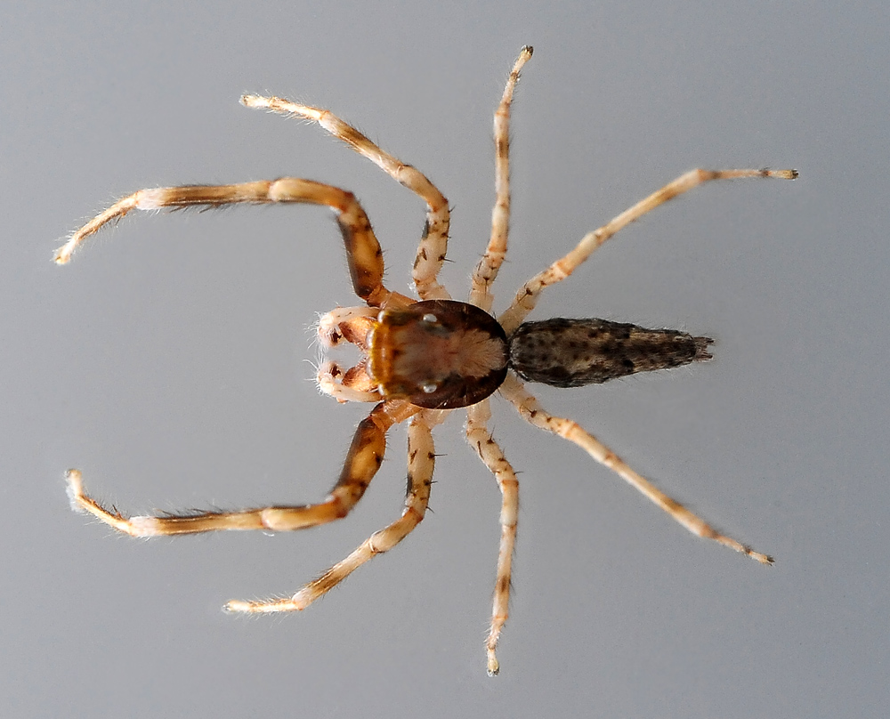 Australian Bronze Jumping Spider - Ark.au