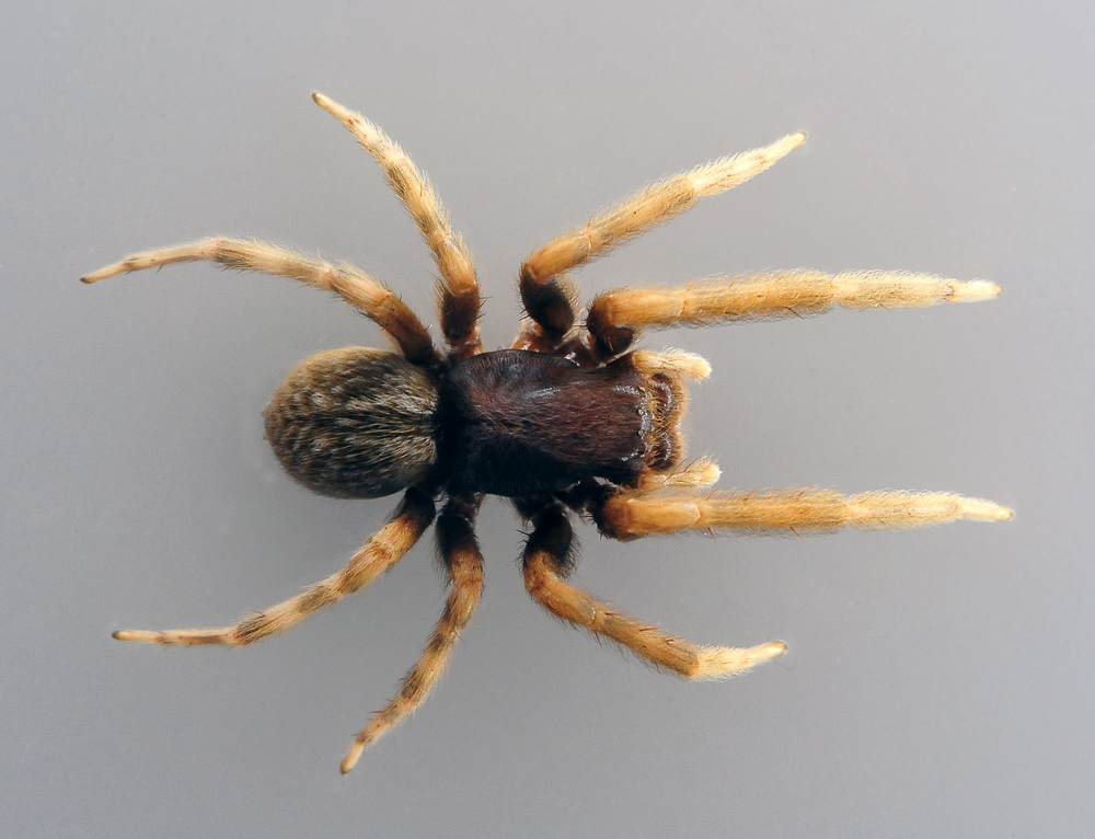 Black House Spider - Australian Spiders - Ark.au
