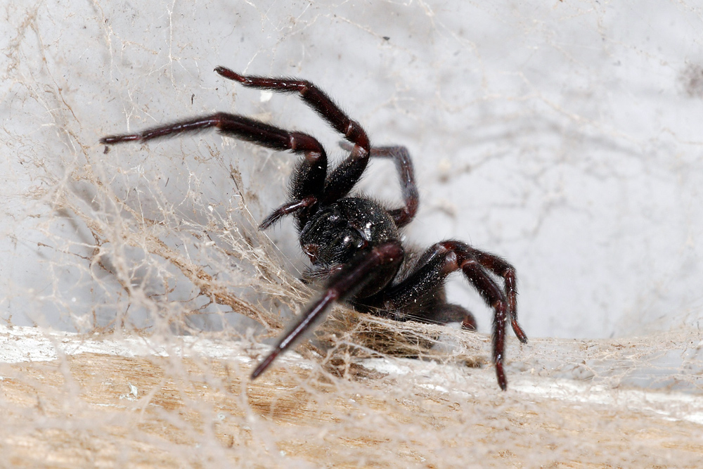 Black House Spider - Badumna insignis - Ark.au
