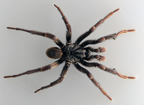 Brown Trapdoor Spider - Ark.au