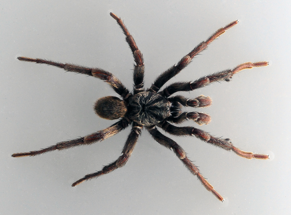 Brown Trapdoor Spider - Australian Spiders - Ark.au