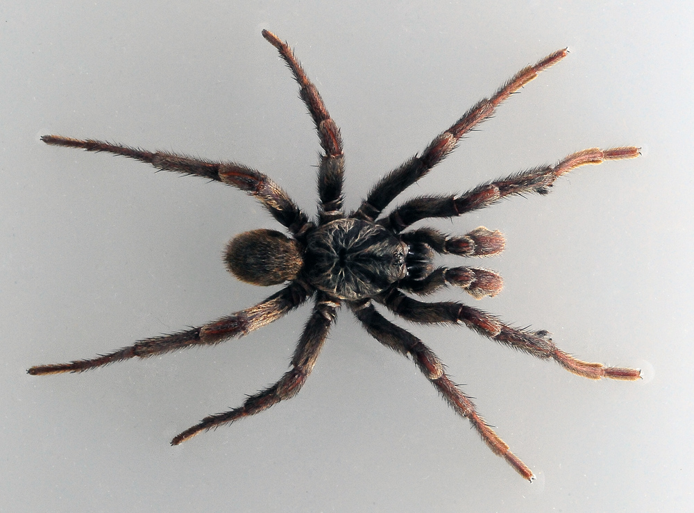 Brown Trapdoor Spider - Ark.au Brown Trapdoor Spider - Ark.au