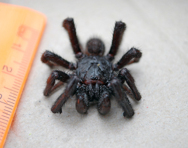 Brown Trapdoor Spider - Misgolas - Ark.au