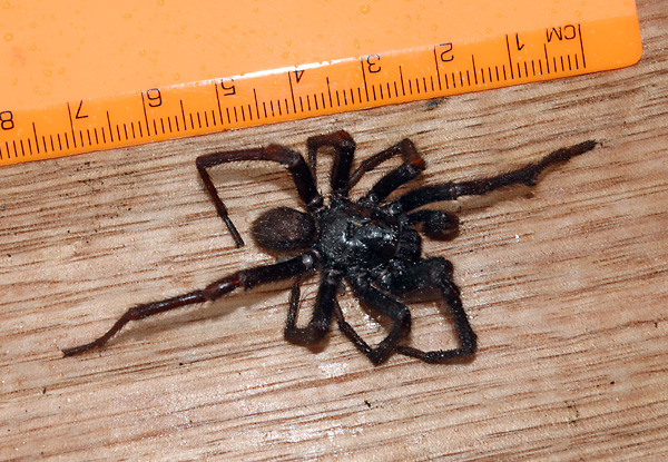Brown Trapdoor Spider - Misgolas - Ark.au