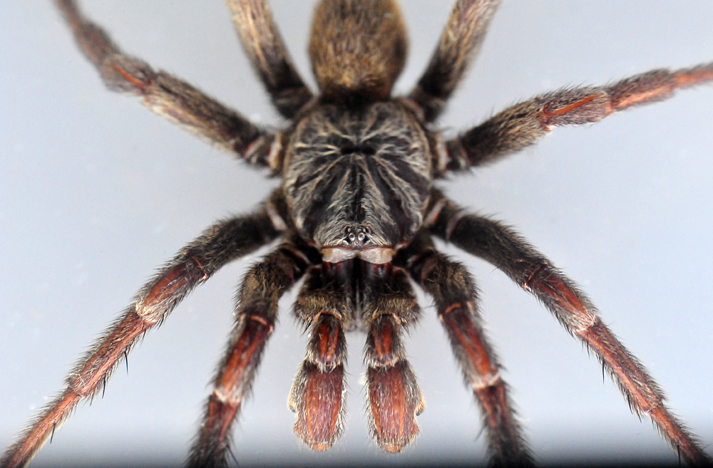 Brown Trapdoor Spider - Misgolas - Ark.au