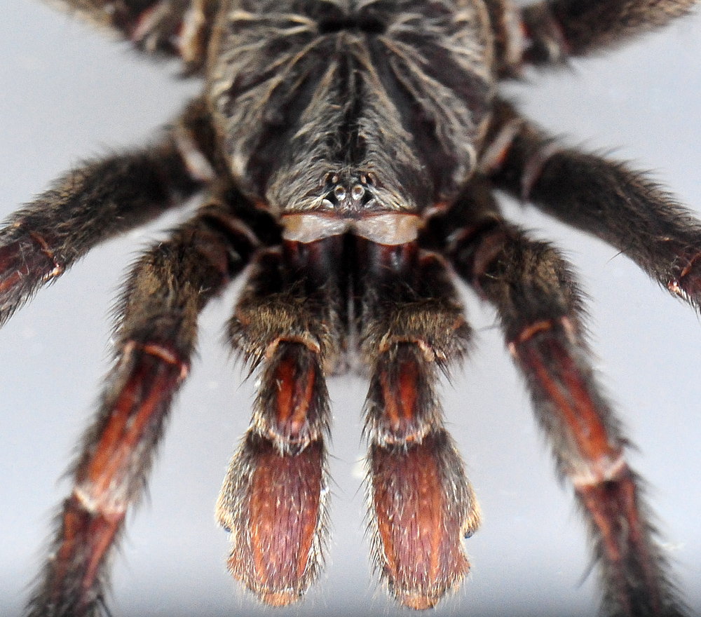 Brown Trapdoor Spider - Misgolas - Ark.au