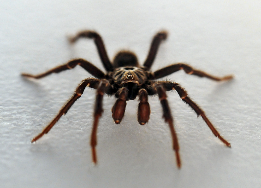 Brown Trapdoor Spider - Misgolas - Ark.au