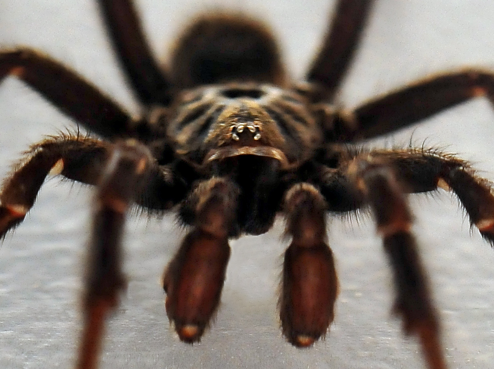 Brown Trapdoor Spider - Misgolas - Ark.au