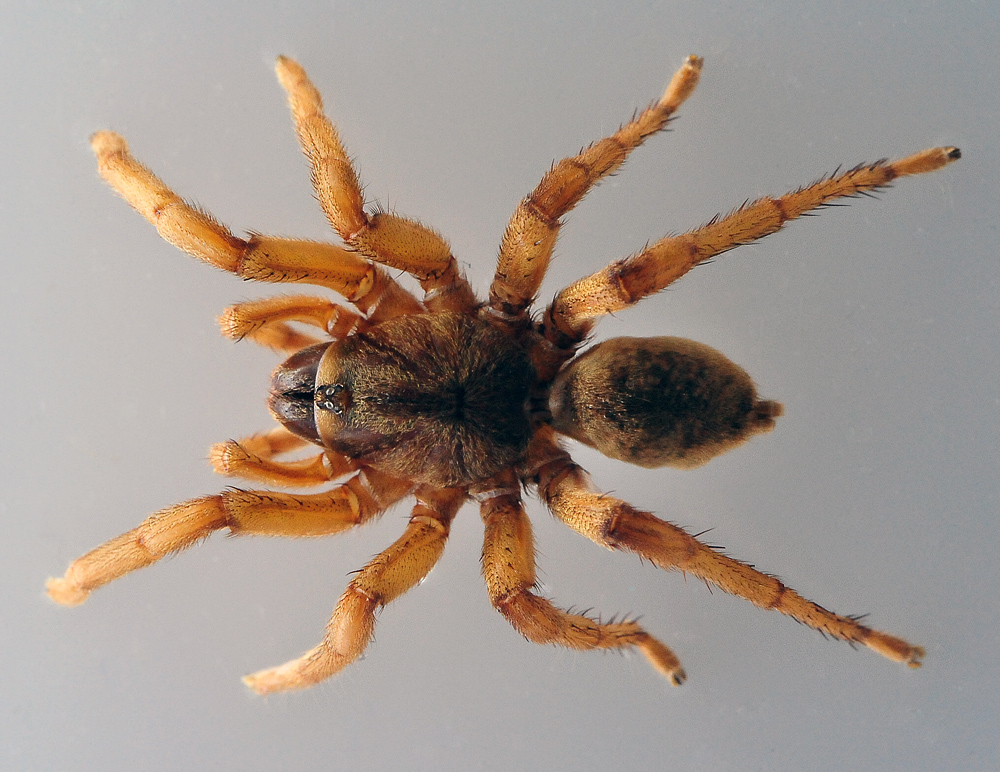 Brush-Footed Trapdoor Spider - Australian Spiders - Ark.au