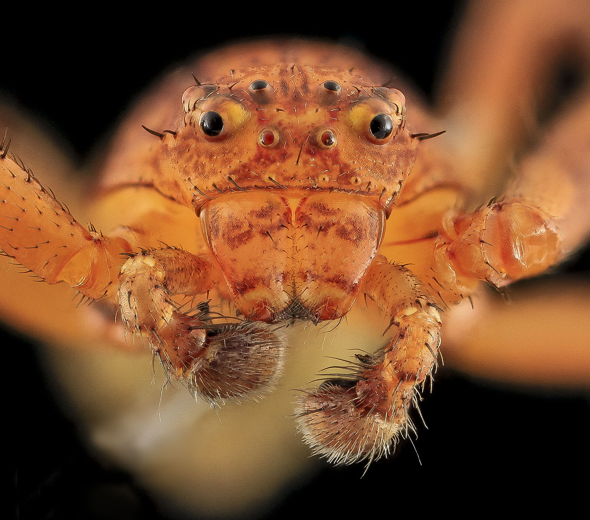 Flower Spider - Australomisidia cruentata (previously Diaea cruentata). - Ark.au