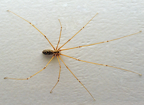 Daddy Long Legs Spider - Ark.au