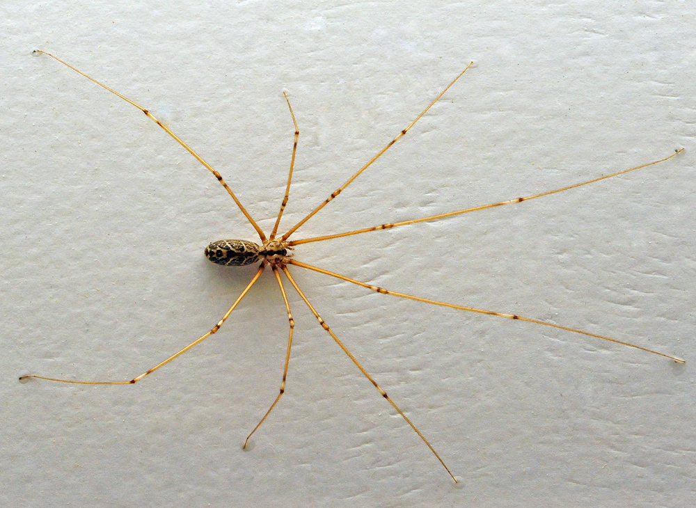 Daddy Long Legs Spider - Australian Spiders - Ark.au