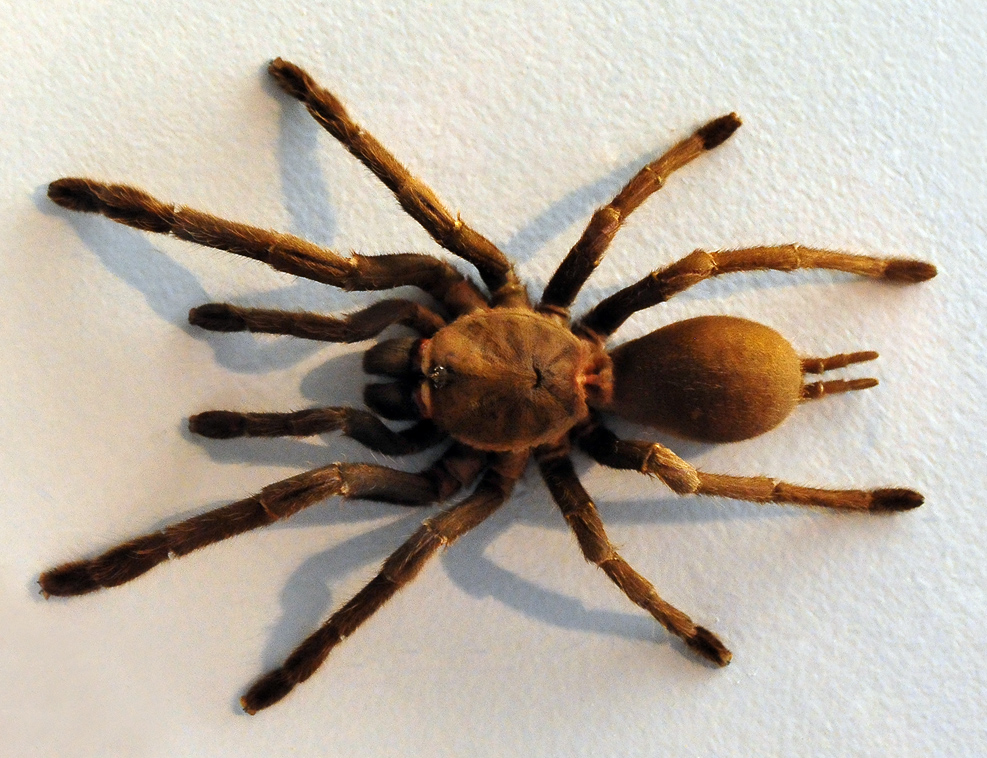 Eastern Tarantula - Australian Spiders - Ark.au