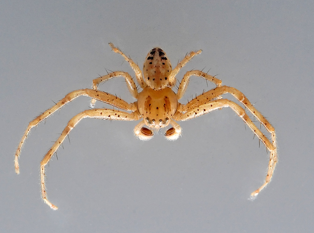 Flower Spider - Australian Spiders - Ark.au