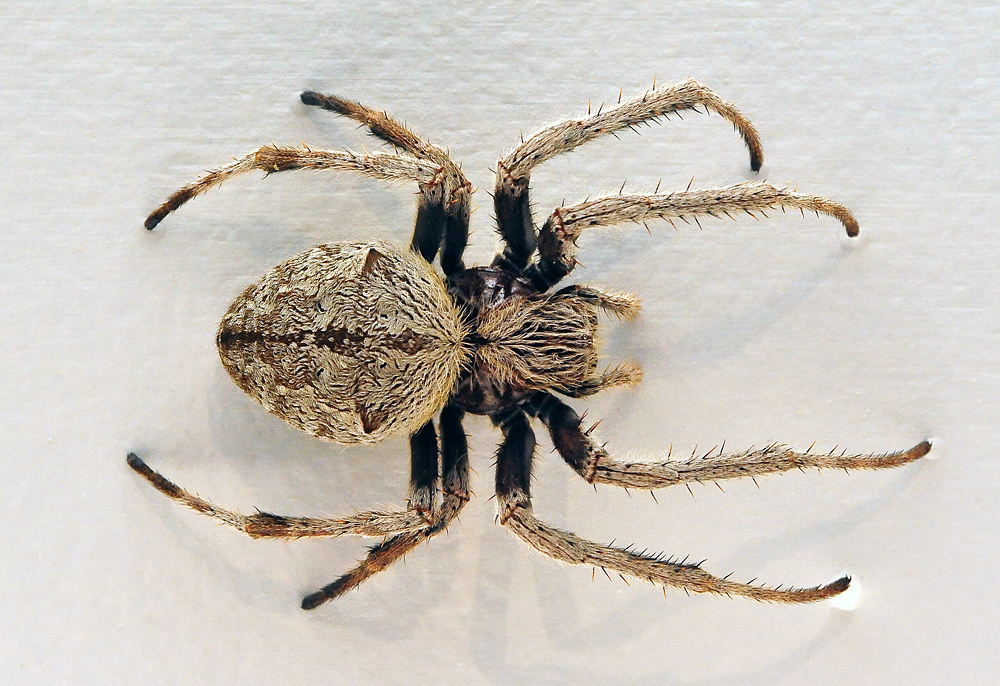 Garden Orb-Weaving Spider - Australian Spiders - Ark.au
