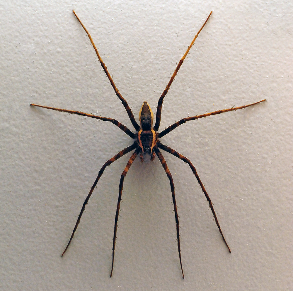 Giant Water Spider - Australian Spiders - Ark.au