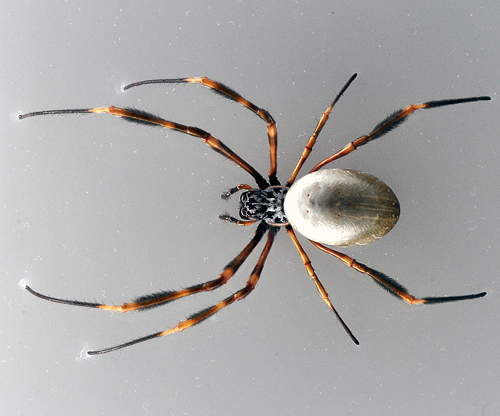 Eastern Golden Orb-Weaving Spider - Ark.au