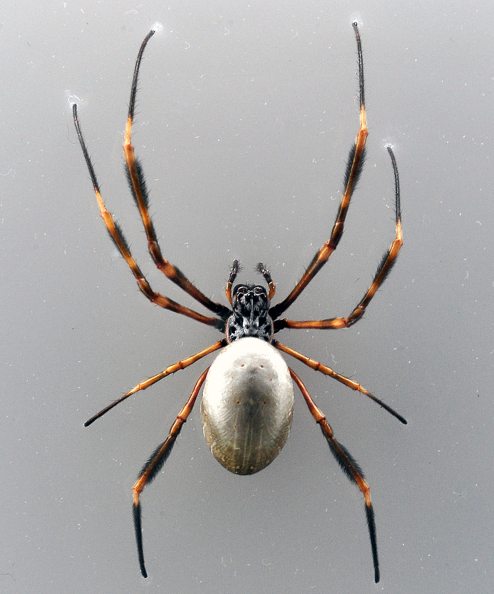 Eastern Golden Orb-Weaving Spider - Australian Spiders - Ark.au