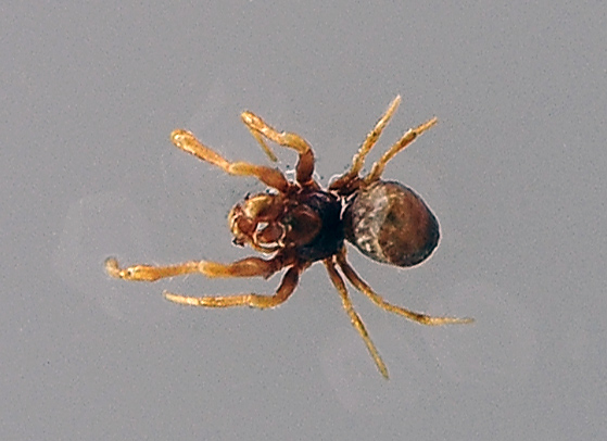 Ground Orb-Weaving Spider - Australian Spiders - Ark.au