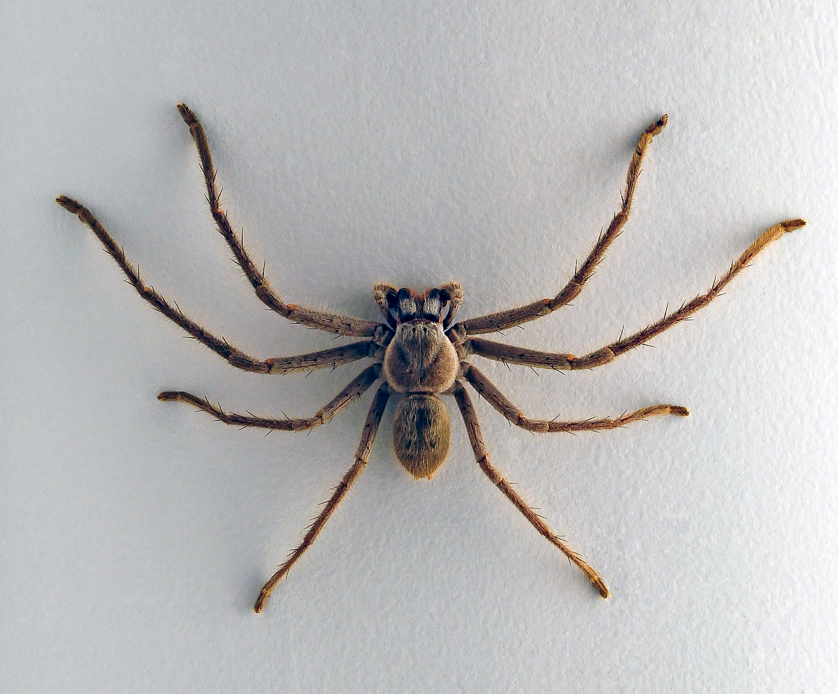 Spiders - The Australian Museum