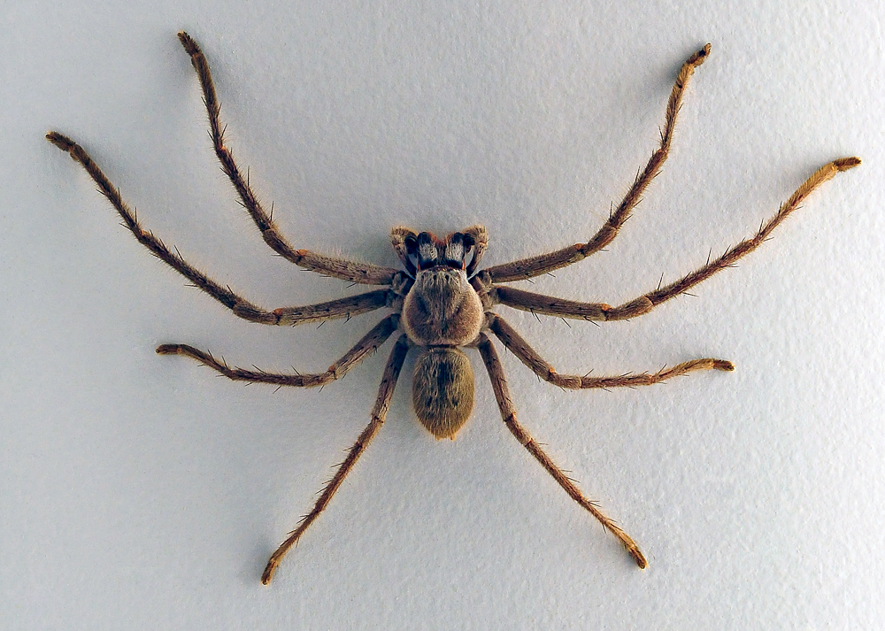 Huntsman Spider - Australian Spiders - Ark.au