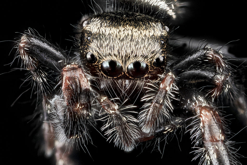 Australian Bronze Jumping Spider - Helpis minitabunda - Ark.au
