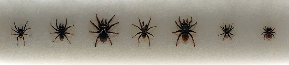 Sydney Funnel Web Spider - Atrax robustus - Ark.au