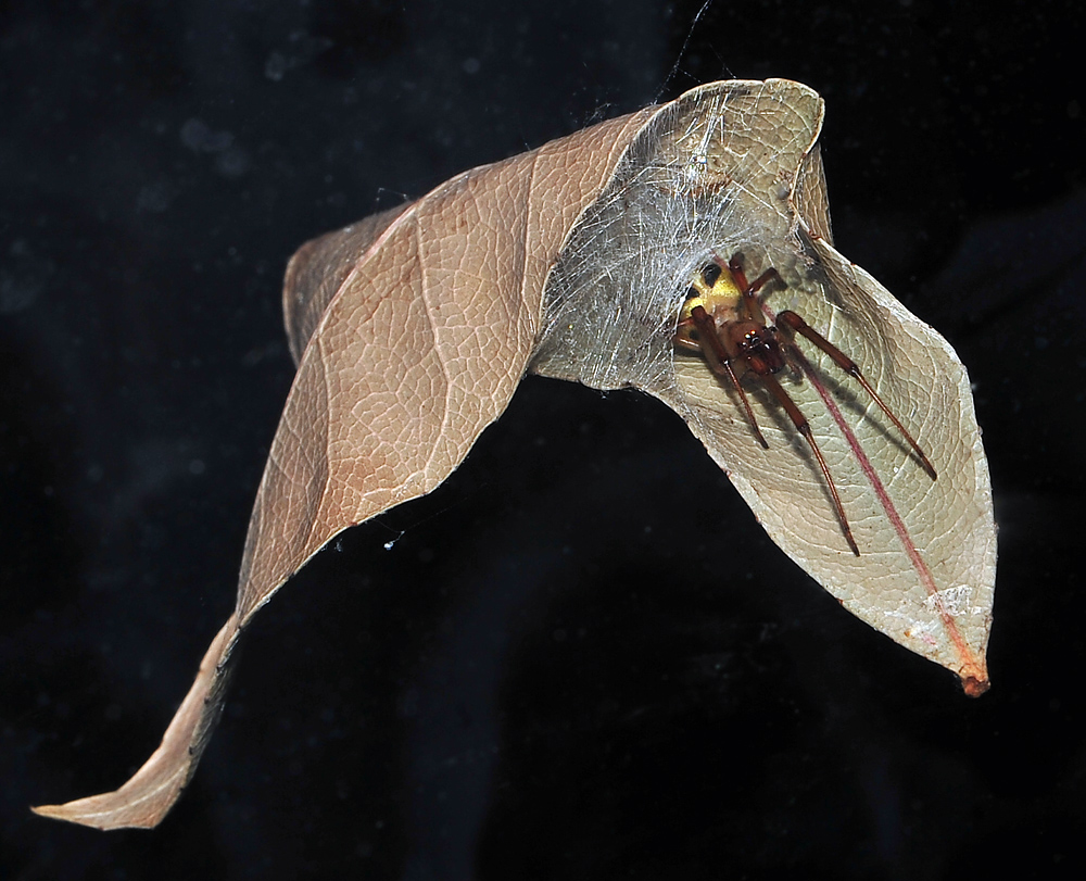 Leaf-Curling Spider - Australian Spiders - Ark.au