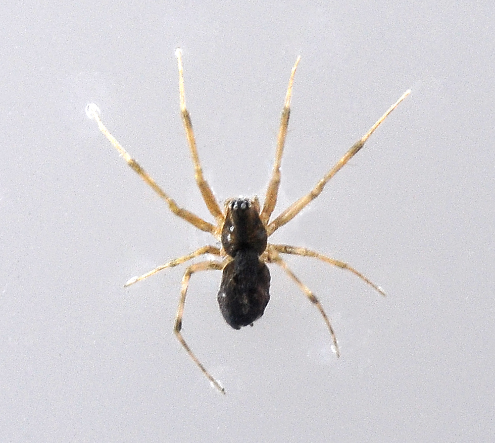 Money Spider - Australian Spiders - Ark.au