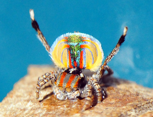 Peacock Spider - Ark.au