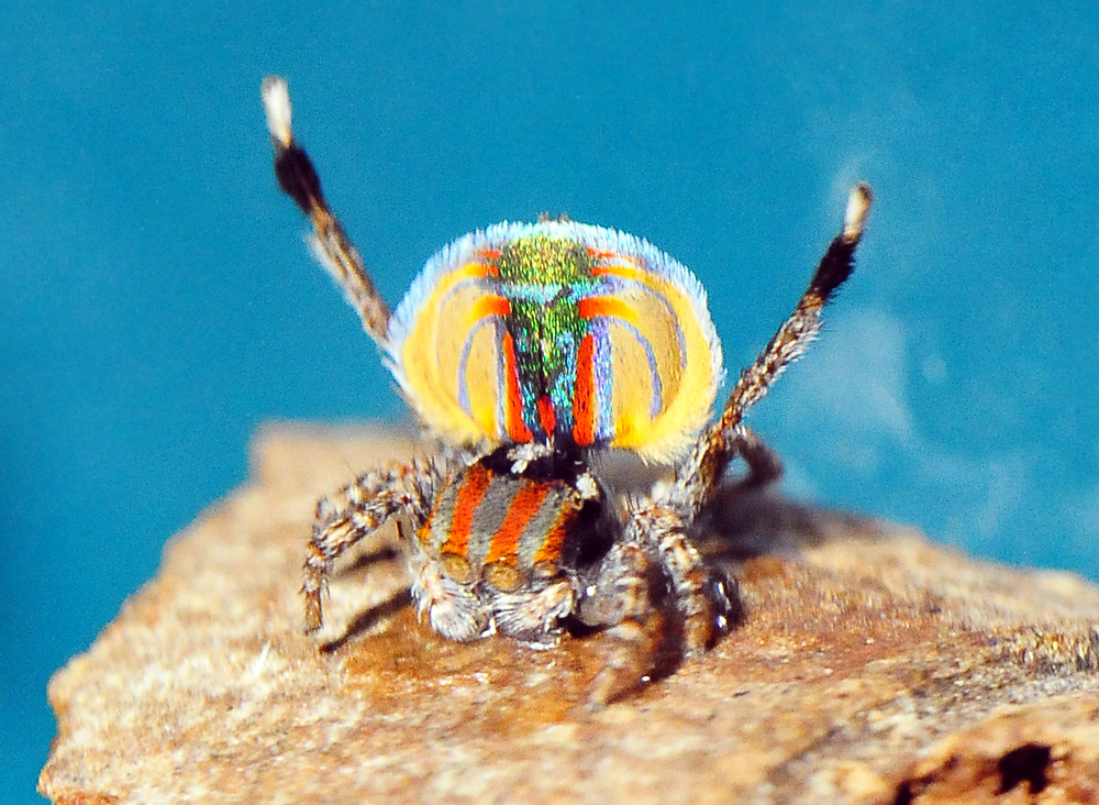 Peacock Spider - Australian Spiders - Ark.au