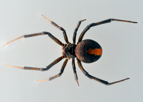 Redback Spider - Ark.au