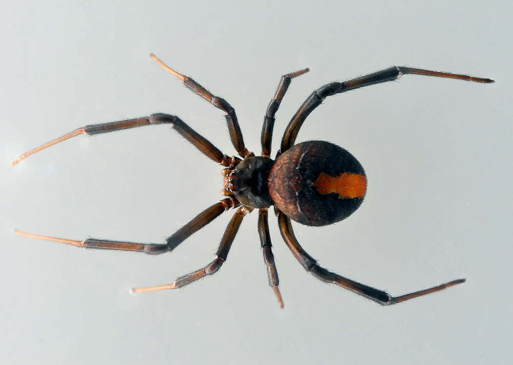 Redback Spider - Australian Spiders - Ark.au