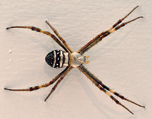 St Andrew's Cross Spider - Ark.au